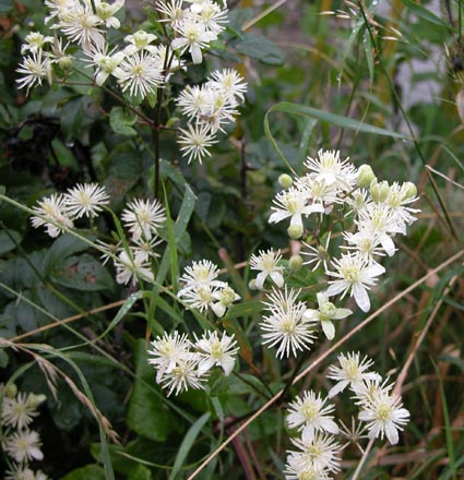 Clematis-vitalba