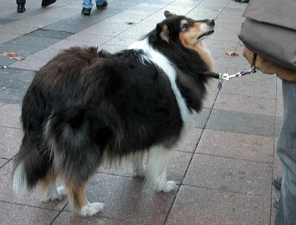 Collie