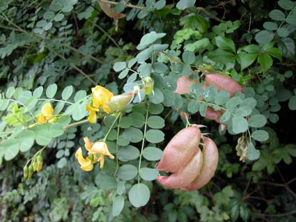 Colutea