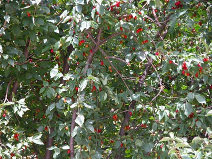 Cornus-mas