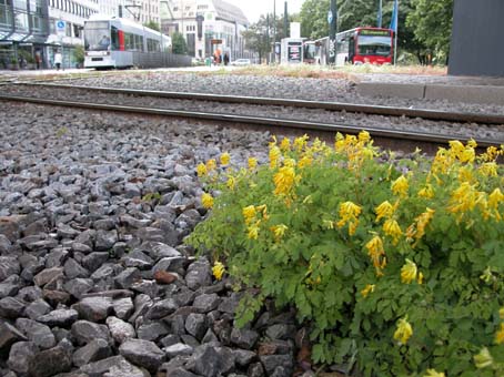 Corydalis