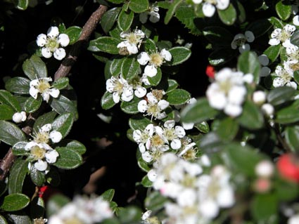 Cotoneaster