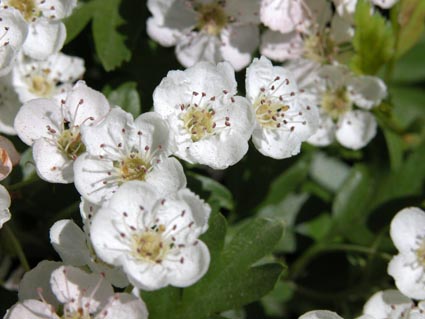 Crataegus