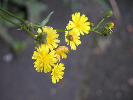 Crepis-cappilaris