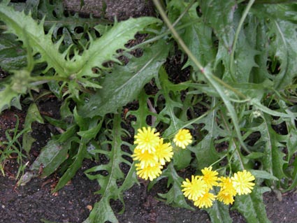 Crepis-cappilaris2