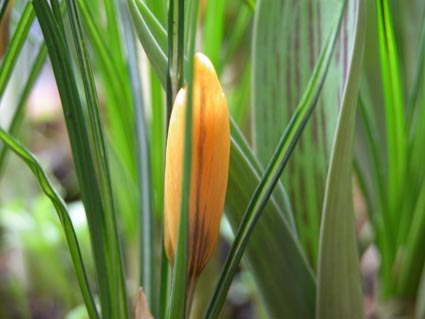 Crocus