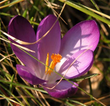Crocus1