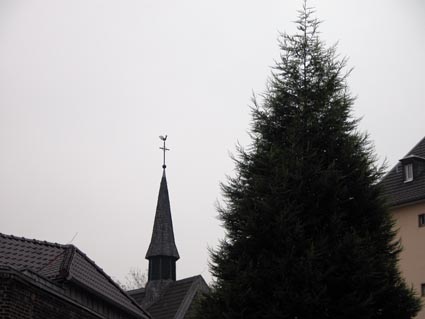 Cupressoparis-leylandii
