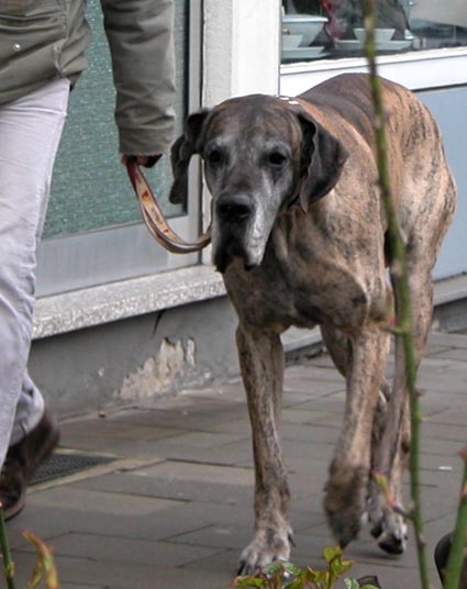 Deutsche-Dogge