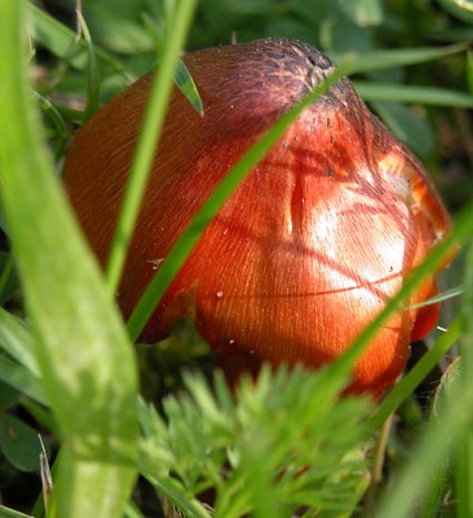 Die-Pilze-spriessen