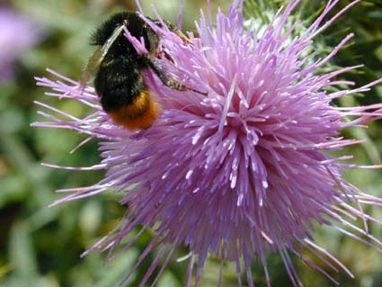 Distel