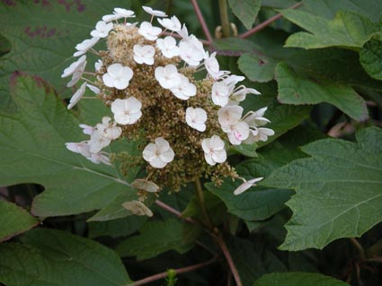 Eichenblaettrige-Hortensie