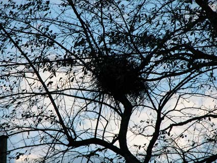 Elsternnest