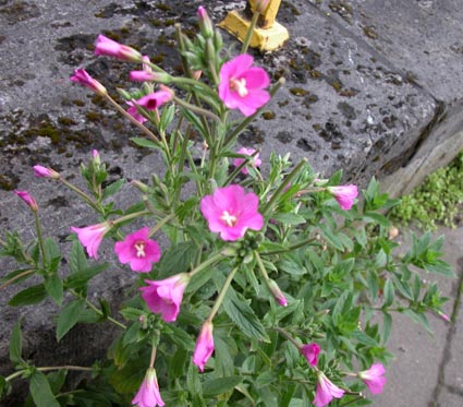 Epilobium1