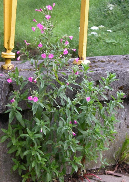 Epilobium2