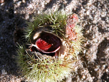 Esskastanie