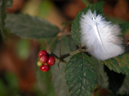 Feder-Beere