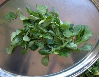 Feldsalat