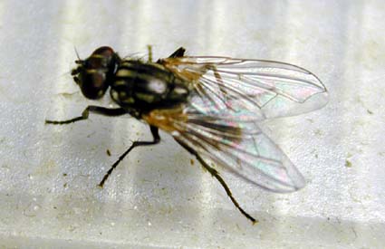 Fliege