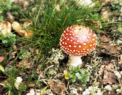Fliegenpilz