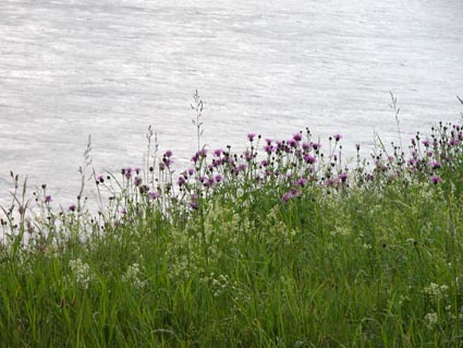Flockenblumen