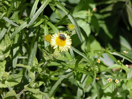 Flohkraut