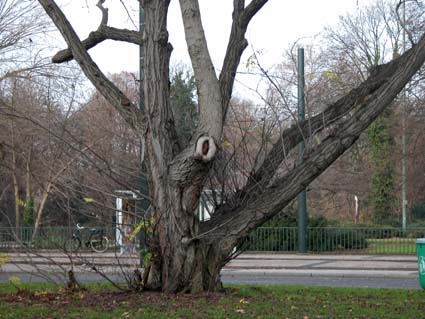 Fluegelnuss
