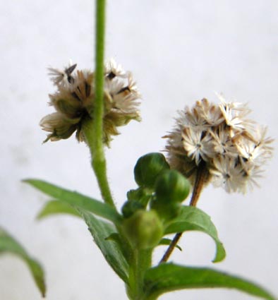 Franzosenkraut-Fruechte