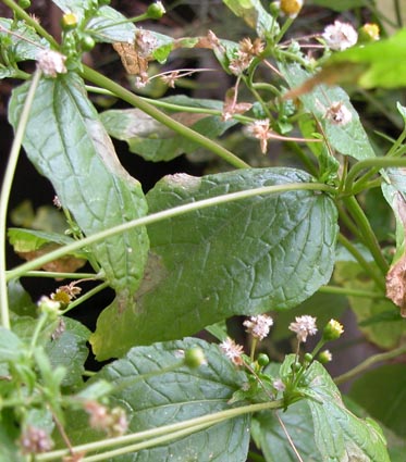 Franzosenkraut-Habitus