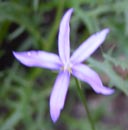 Frisee-Bluete