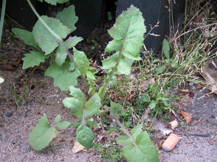 Gaensedistel