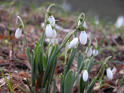Galanthus-elwesii1