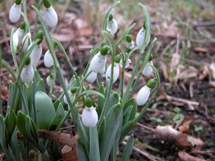 Galanthus