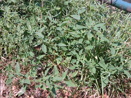 Gartenmelde-Blatt