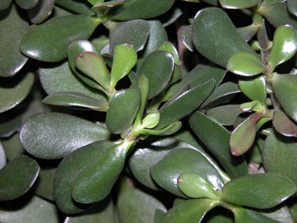 Geldbaum