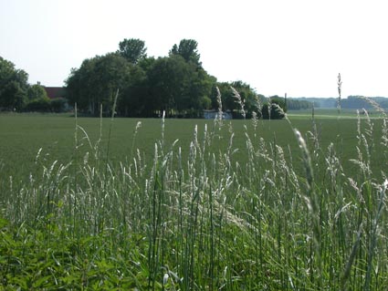 Gemeiner-Windhalm