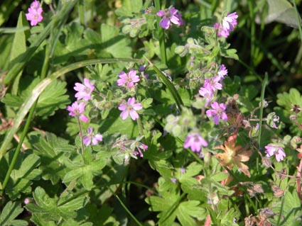 Geranium-pusilla