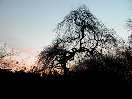 Gespensterbaum