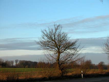 Gestresste-Eiche
