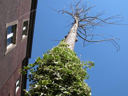 Ginkgo-Stueckerstrasse