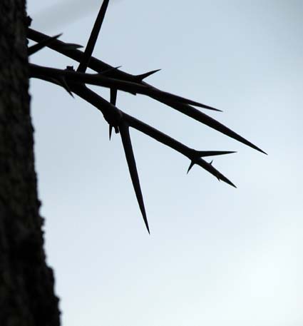 Gleditsia1
