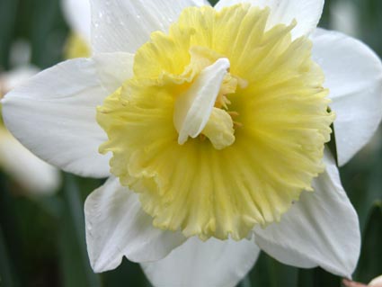 Glocke-Ostern