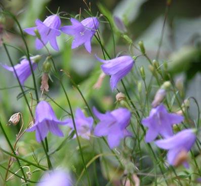 Glockenblume