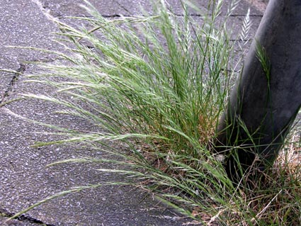 Gras