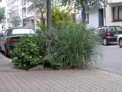 Gruen-unterm-Baum