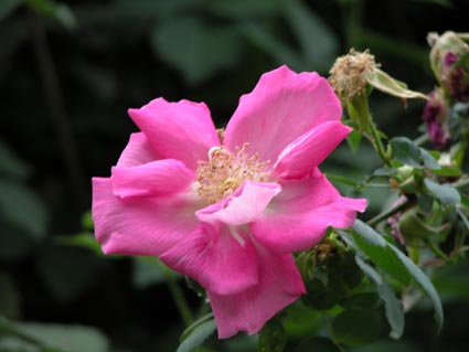 Heckenrose