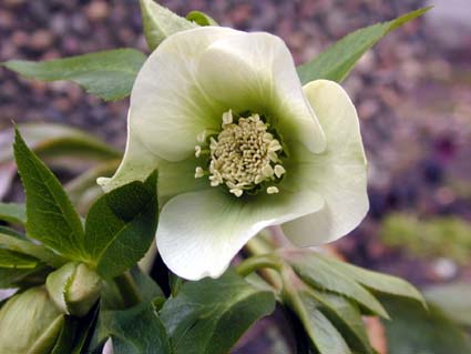 Helleborus1