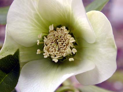 Helleborus2