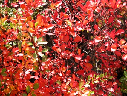 Herbstberberitze