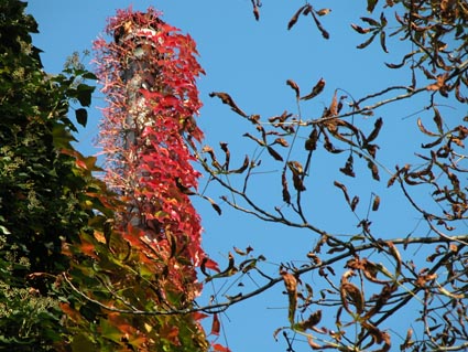 Herbstfeuer